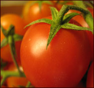 tomato